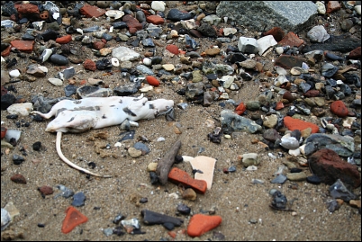 Dead rat on the bank of the Thames