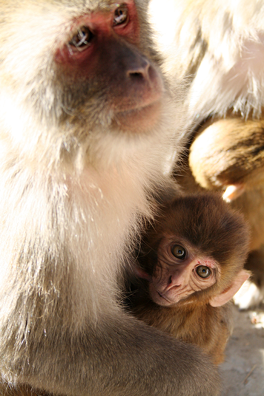 Monkeys of Shimla II