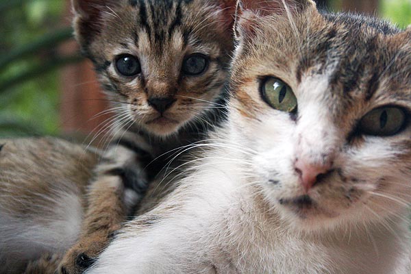 Cats of Israel