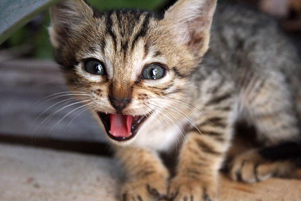 Cats of Israel II