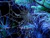 Frozen Web