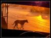 Sunset Stray