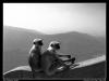 Monkeys of Gir II