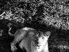 Asian Lion II