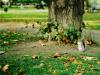 Portrait of a Squirrel