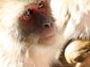 Monkeys of Shimla II