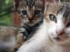 Cats of Israel