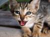 Cats of Israel II
