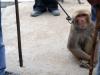Monkey Work