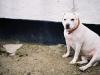 World's Friendliest Pit-Bull Terrier