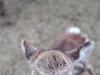 Deer of Nara